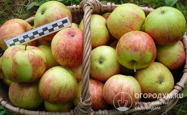 Описание яблони Орлинка